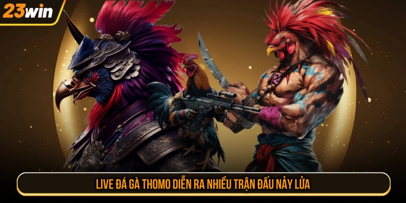 Live đá gà Thomo diễn ra nhiều trận đấu nảy lửa